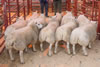 Champion Pen and First prize Beltex (2)